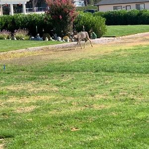 Meet your Posher, Willie